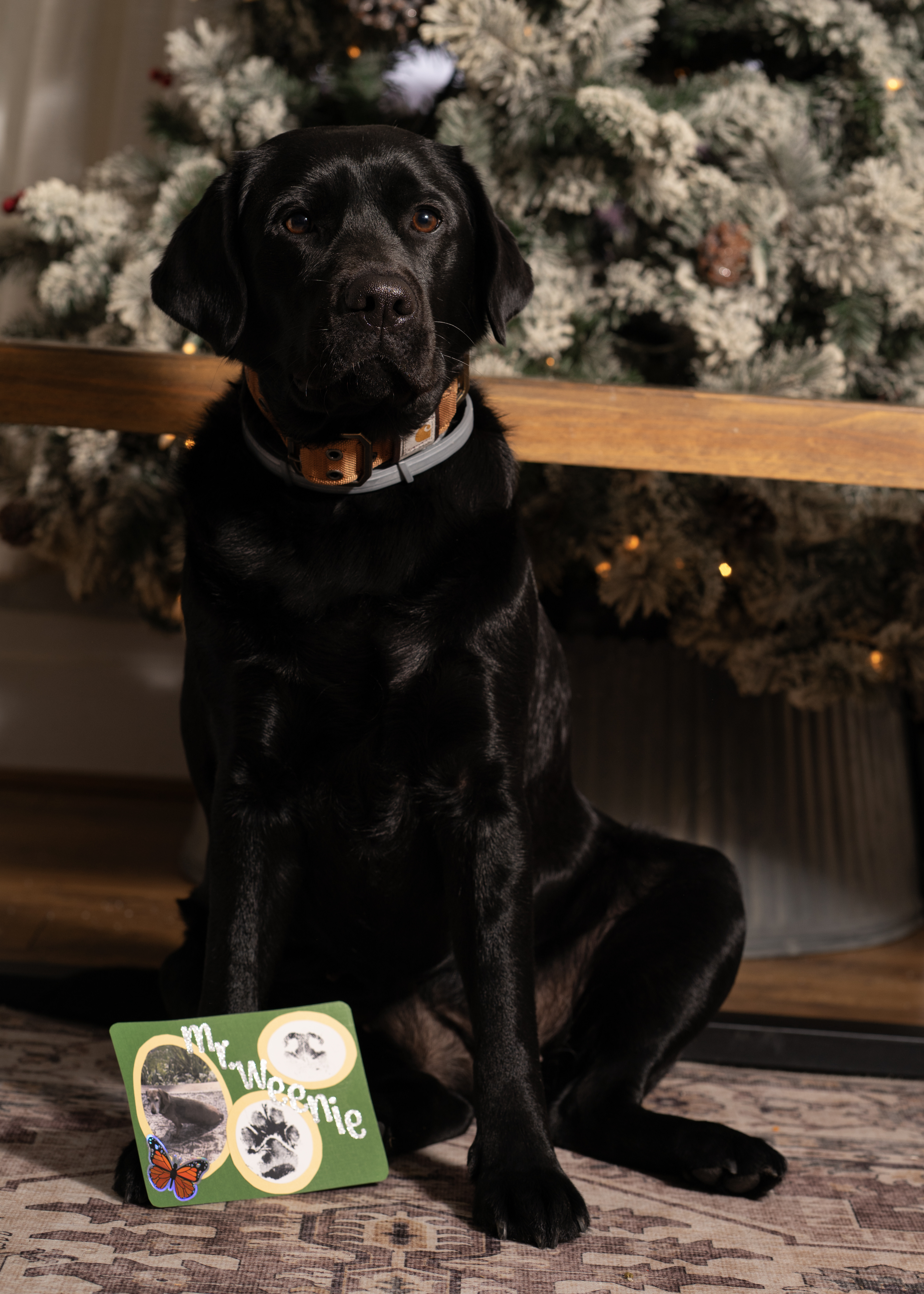 Pet Christmas portrait